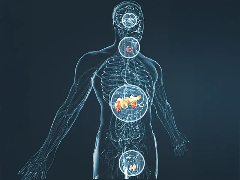 A stylised translucent male figure with several organ systems highlighted